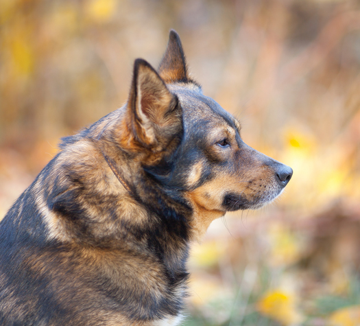 senior pets